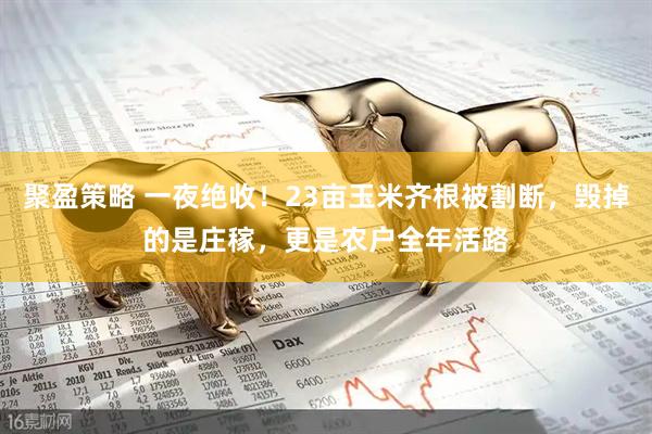 聚盈策略 一夜绝收！23亩玉米齐根被割断，毁掉的是庄稼，更是农户全年活路